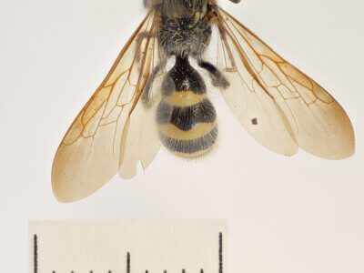 dorsal view of adult Campsomeris completa