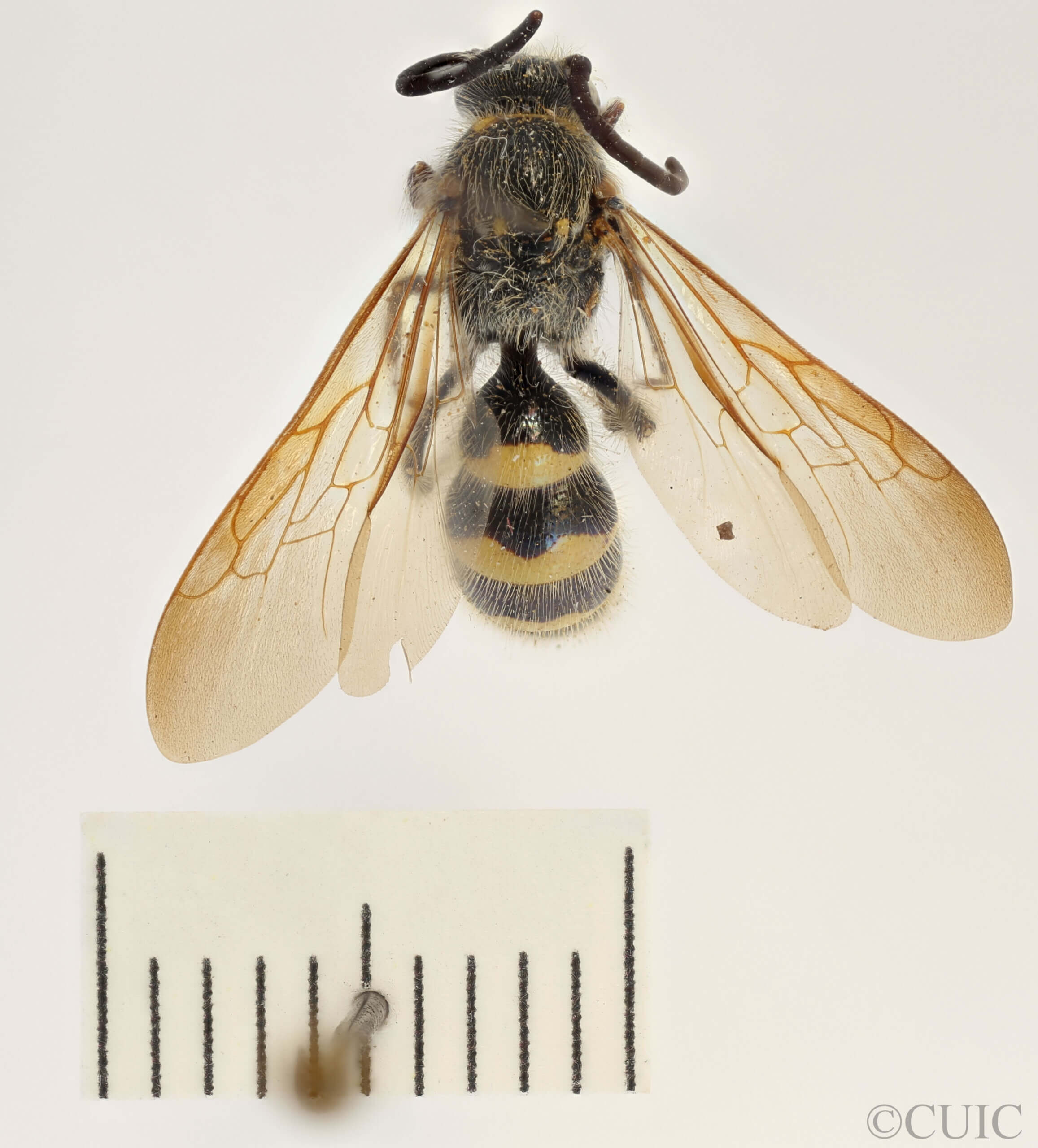 dorsal view of adult Campsomeris completa