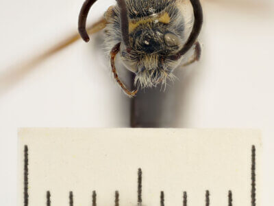 adult Campsomeris completa