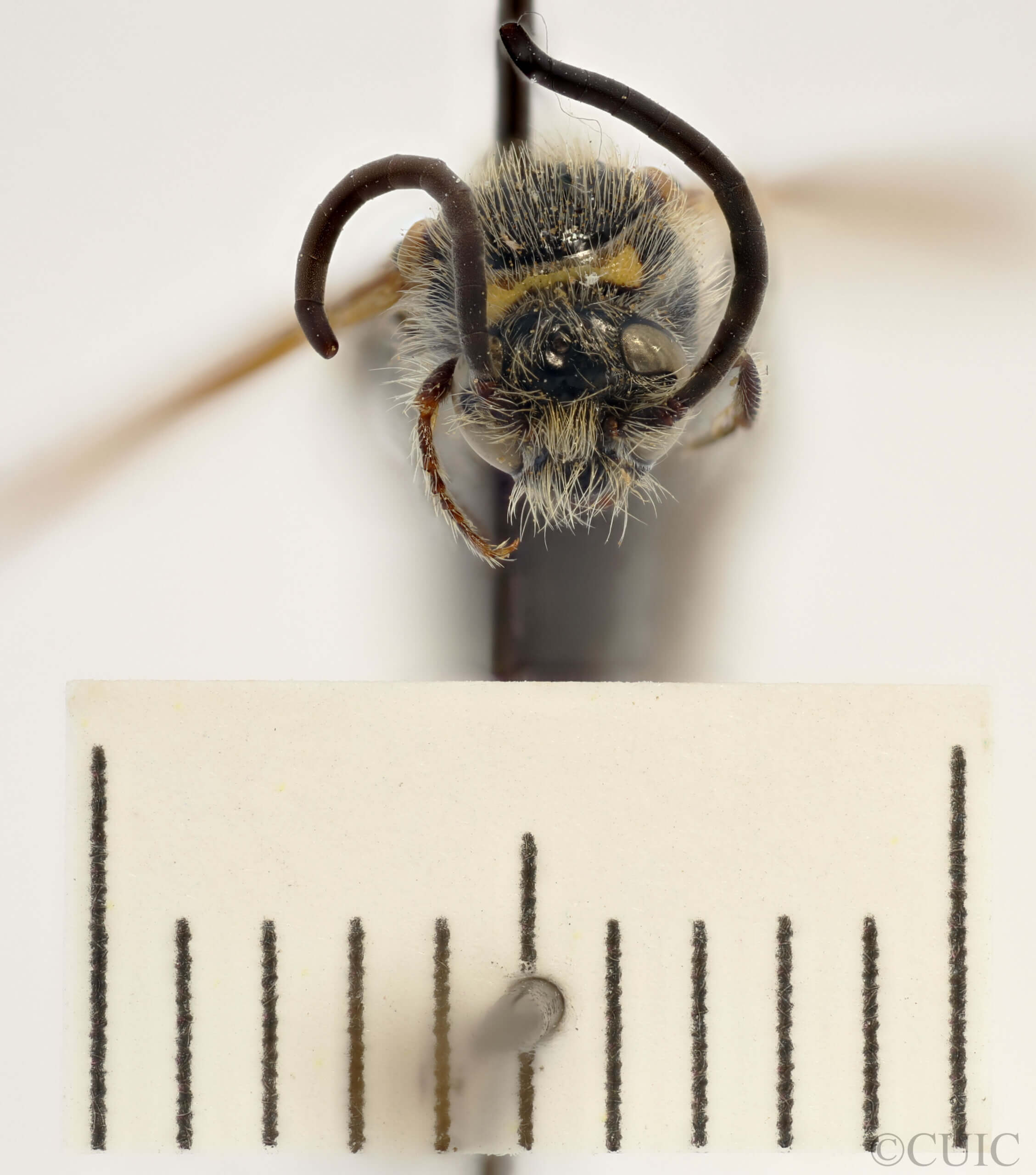 adult Campsomeris completa