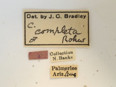 label view of adult Campsomeris completa