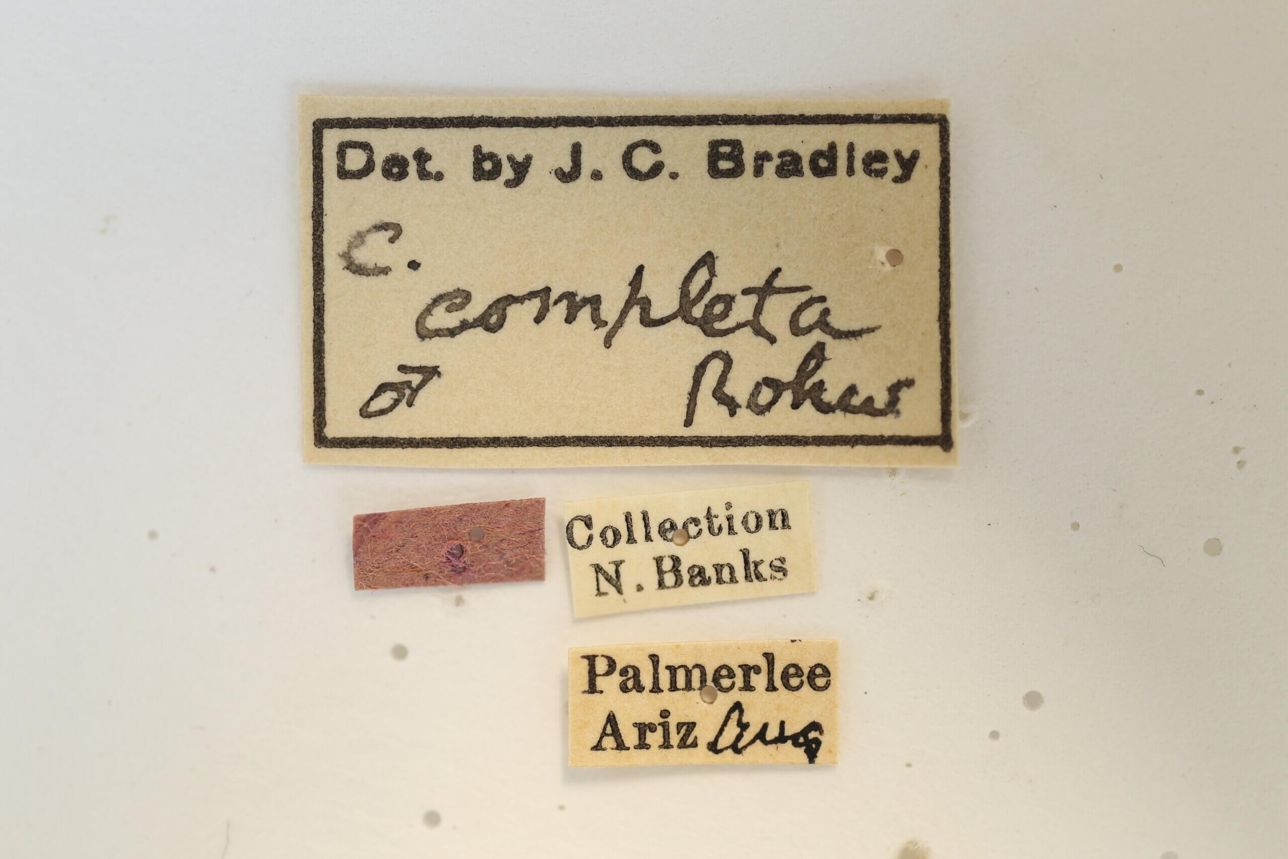 label view of adult Campsomeris completa