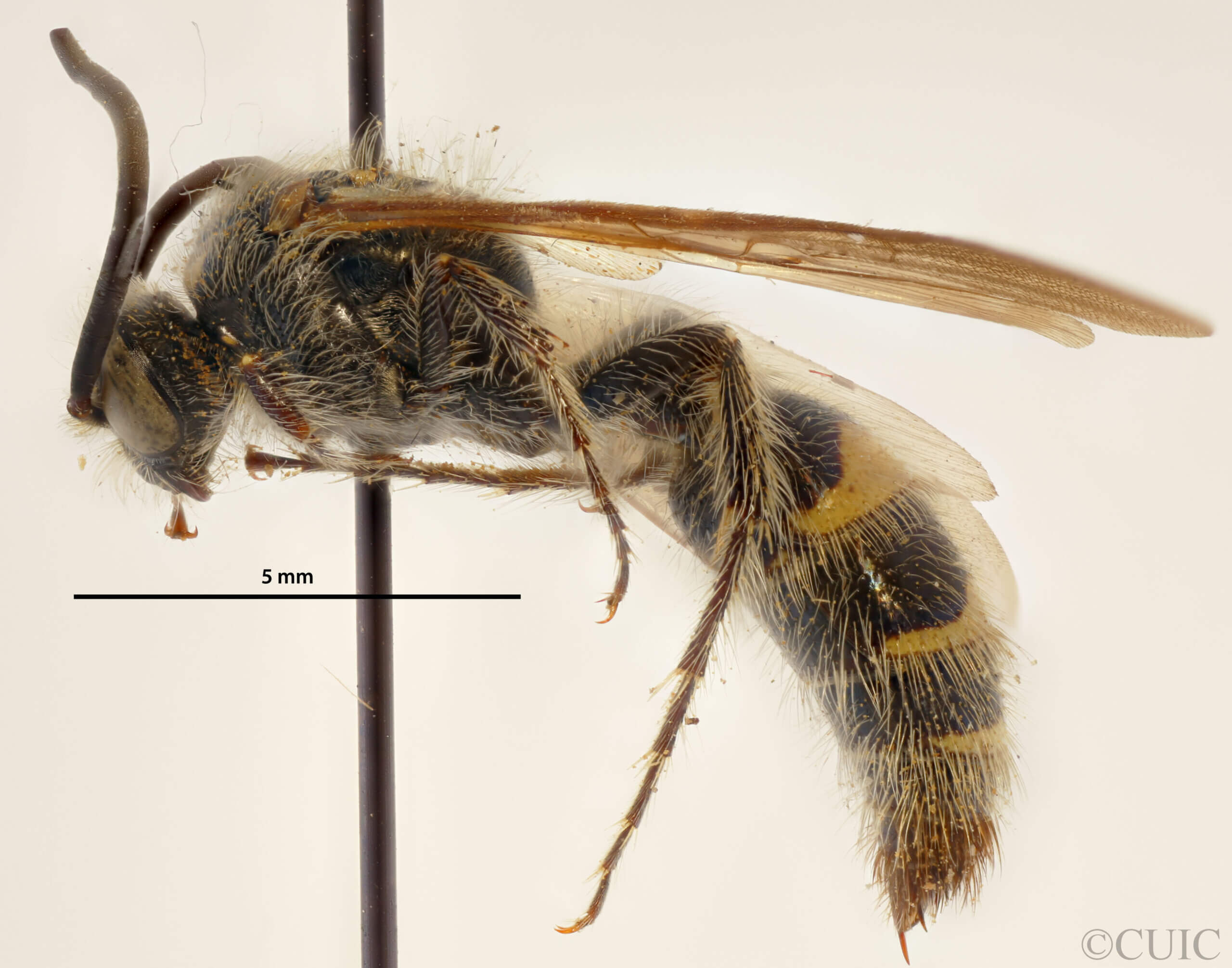 lateral view of adult Campsomeris completa