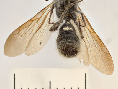 ventral view of adult Campsomeris completa