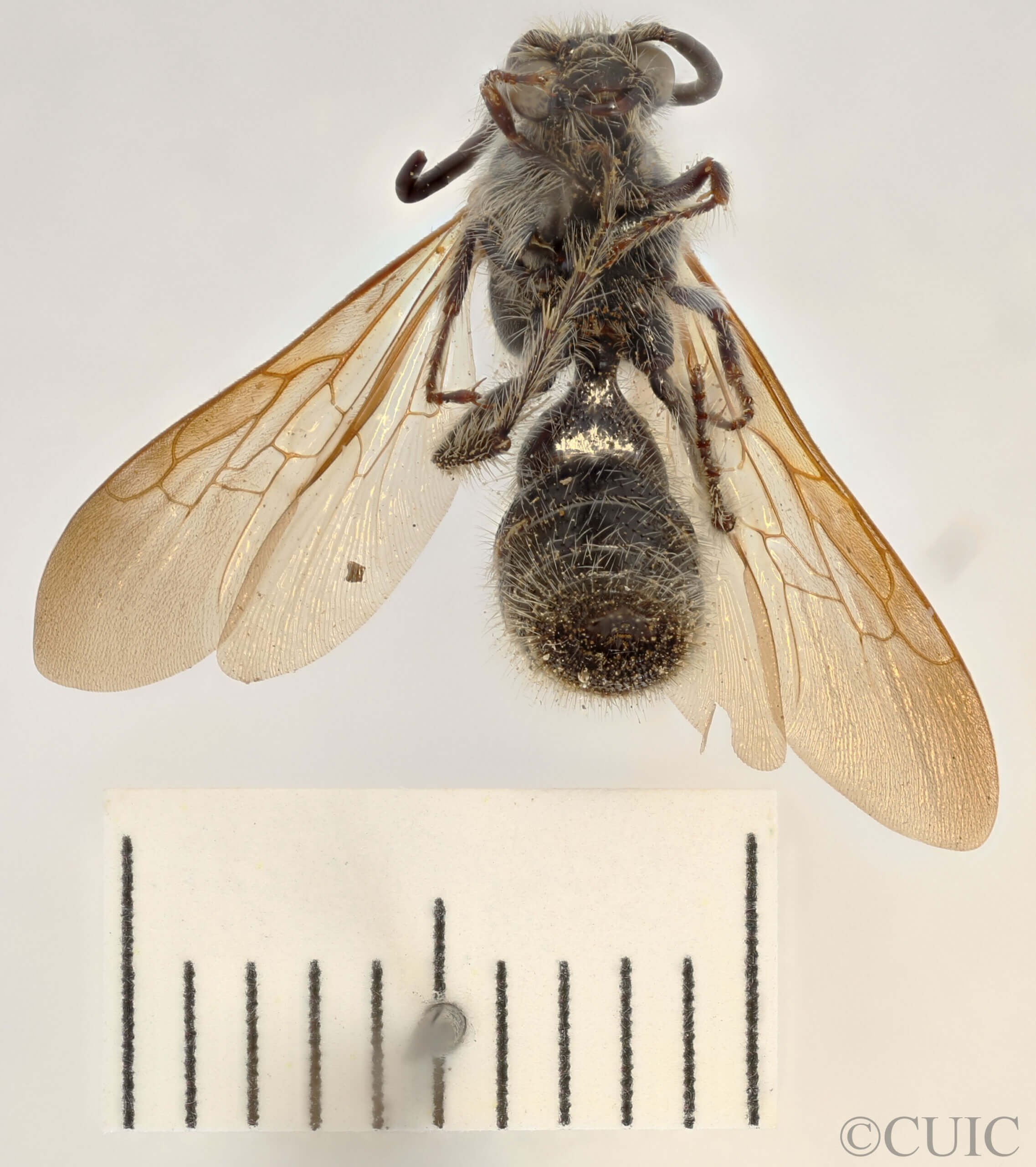 ventral view of adult Campsomeris completa