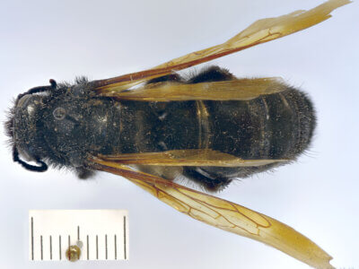 dorsal view of adult Campsomeris cristata