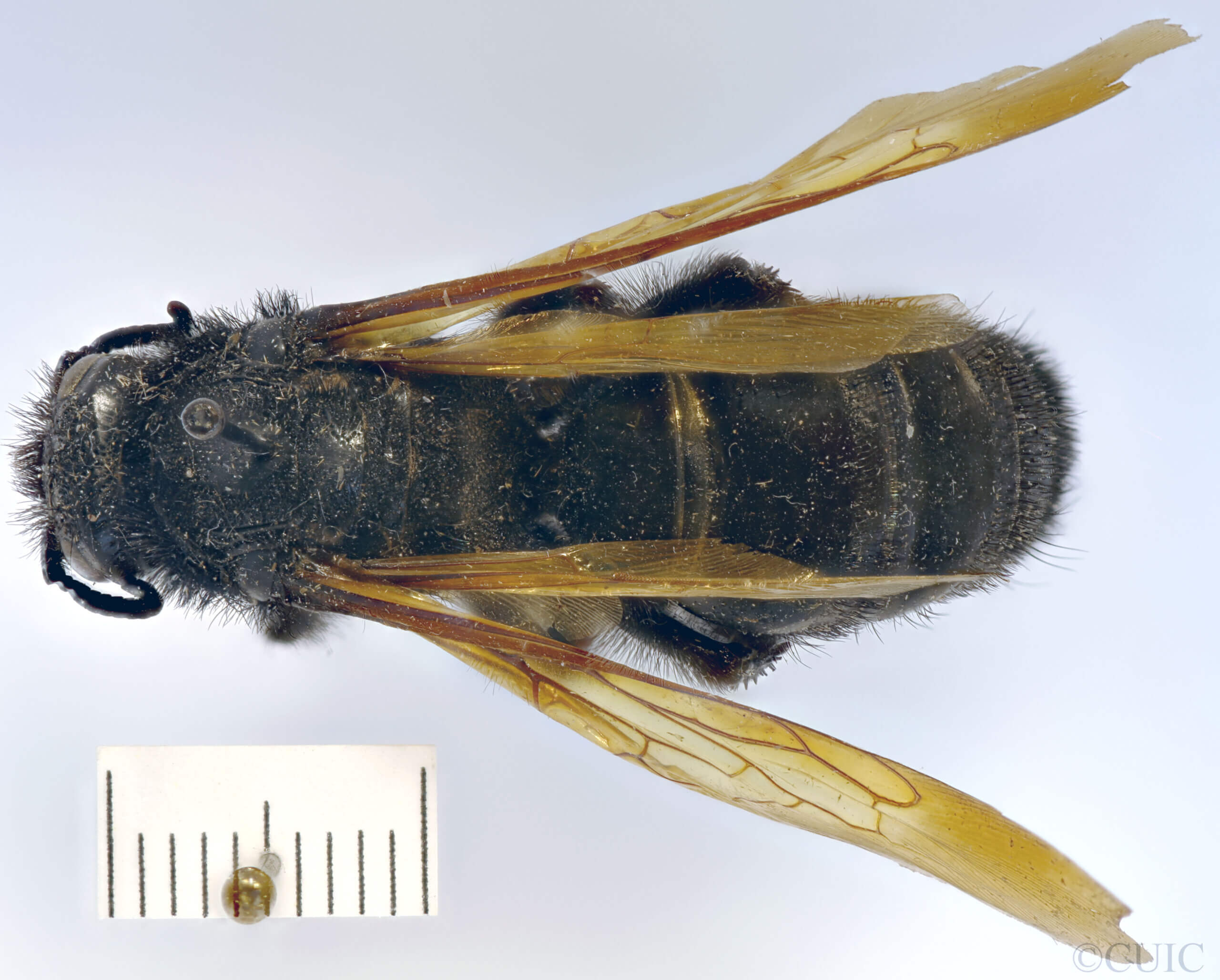 dorsal view of adult Campsomeris cristata