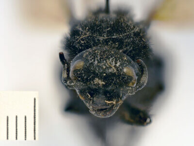 adult Campsomeris cristata