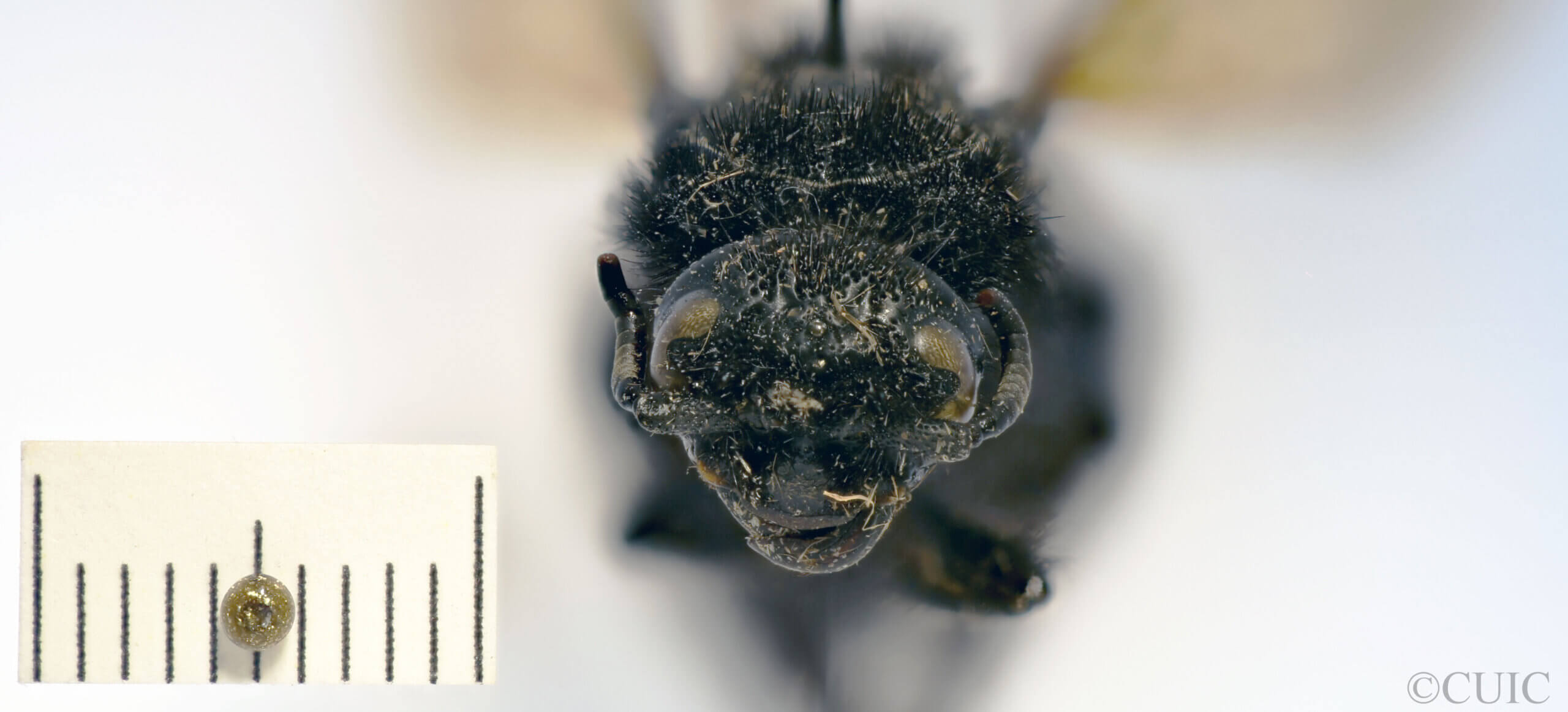 adult Campsomeris cristata