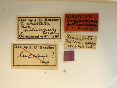 label view of adult Campsomeris cristata