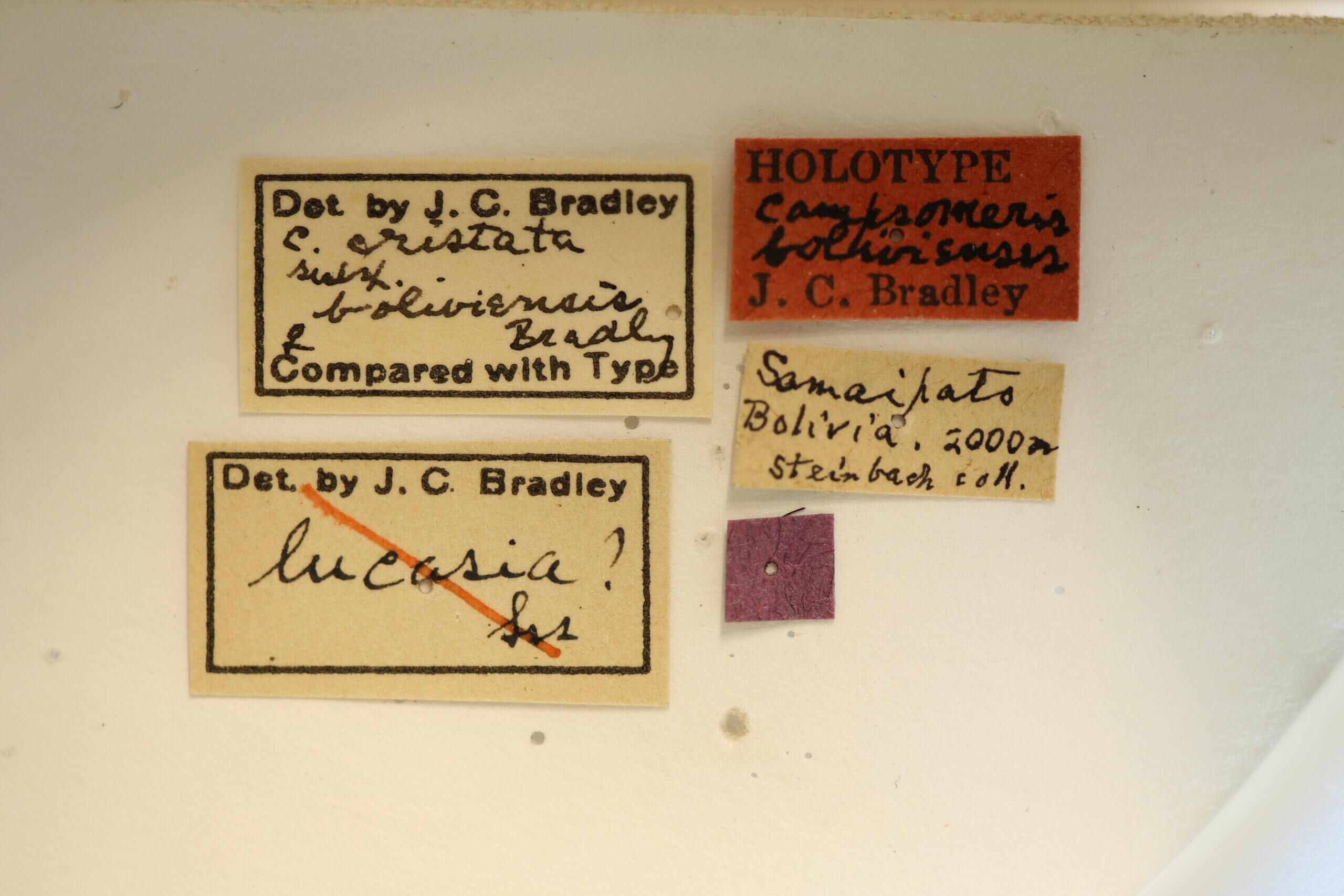 label view of adult Campsomeris cristata