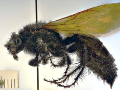 lateral view of adult Campsomeris cristata