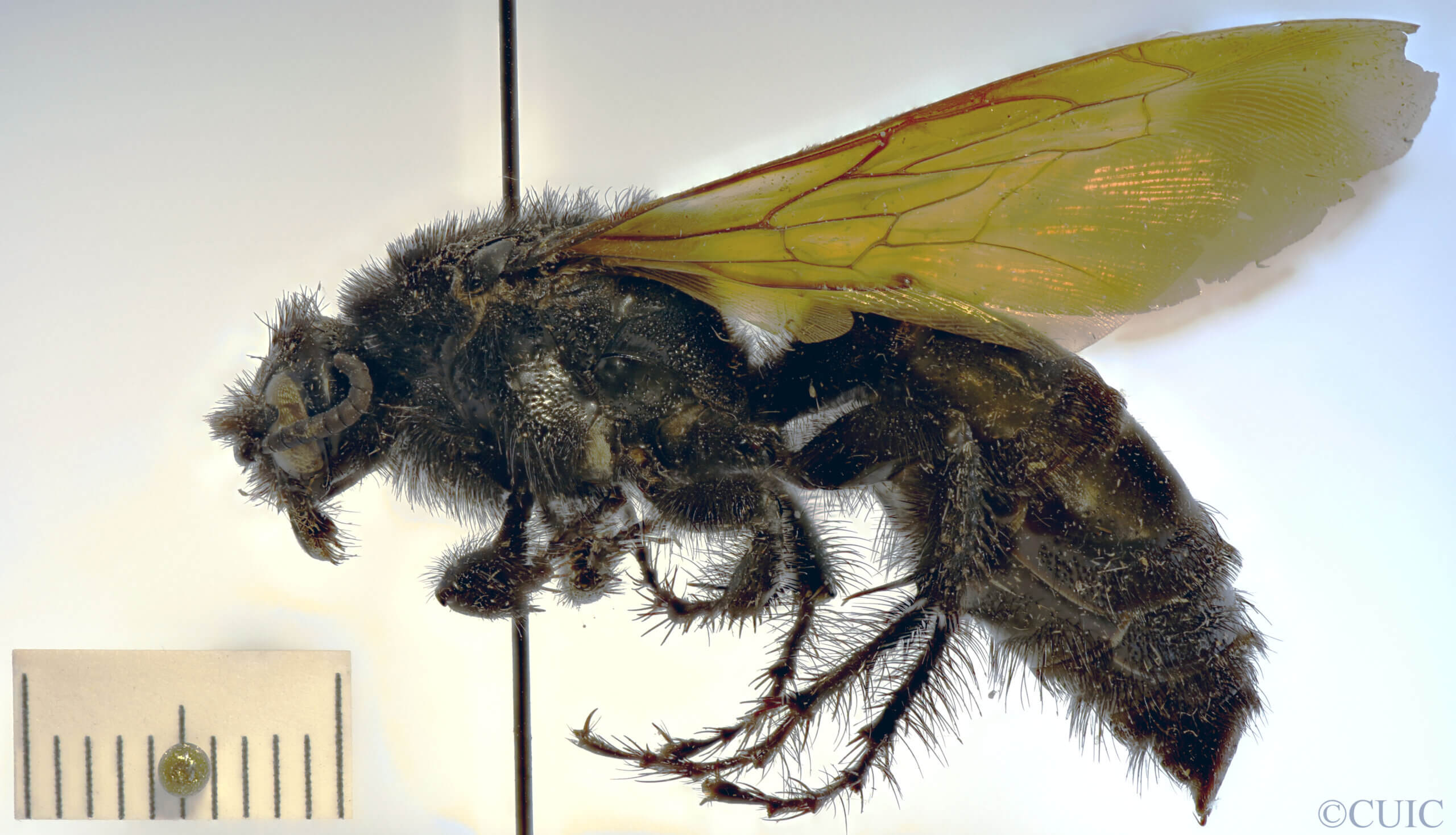 lateral view of adult Campsomeris cristata