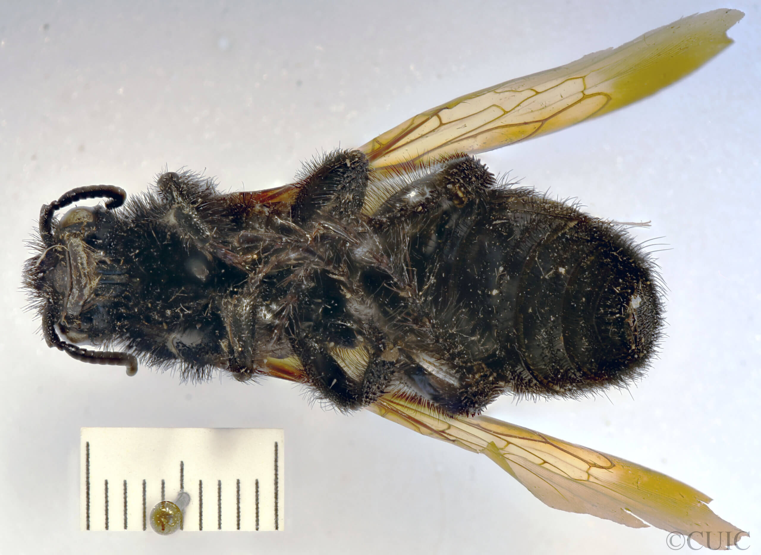 ventral view of adult Campsomeris cristata