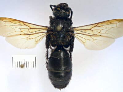 dorsal view of adult Campsomeris cristata