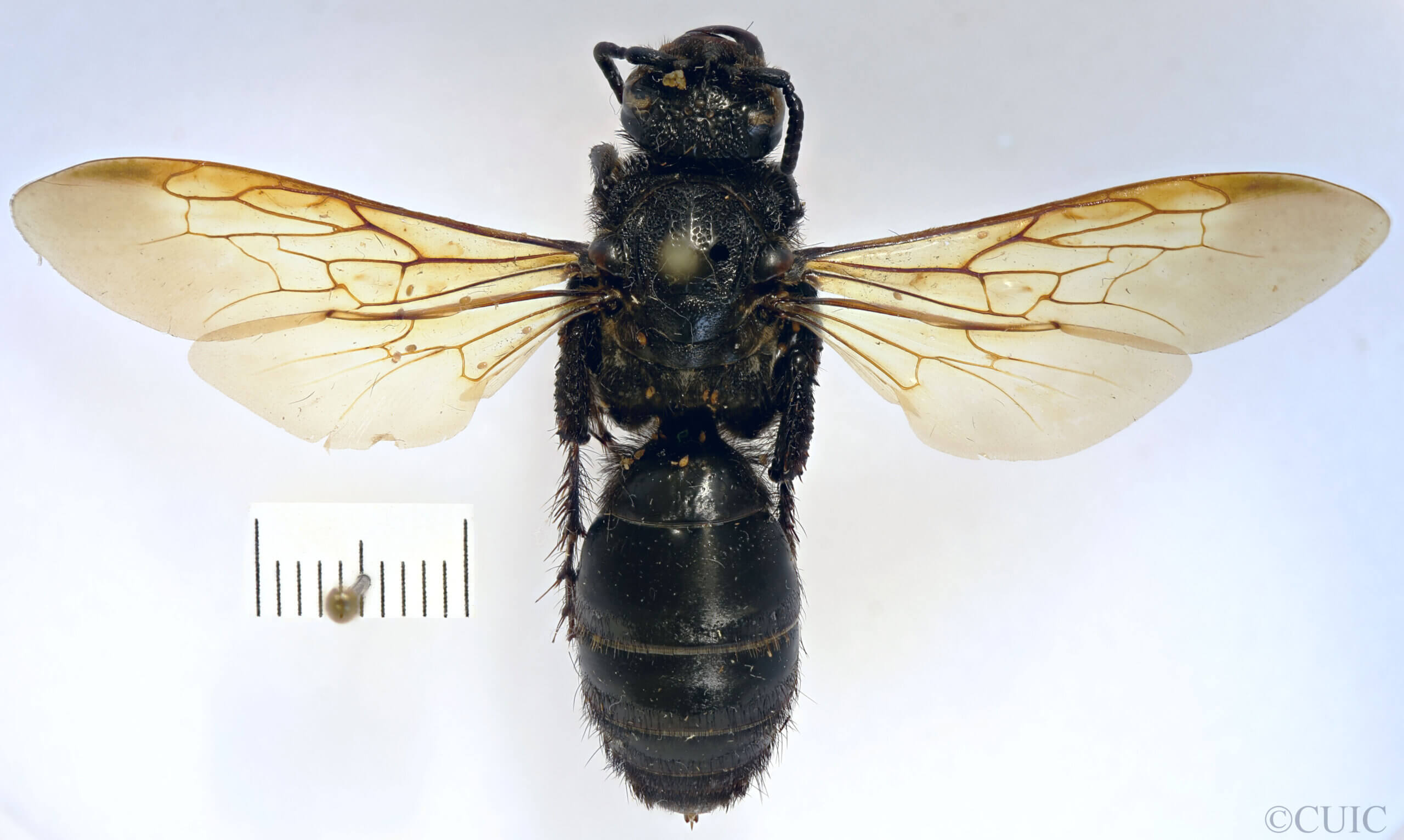 dorsal view of adult Campsomeris cristata