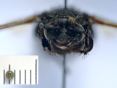 adult Campsomeris cristata