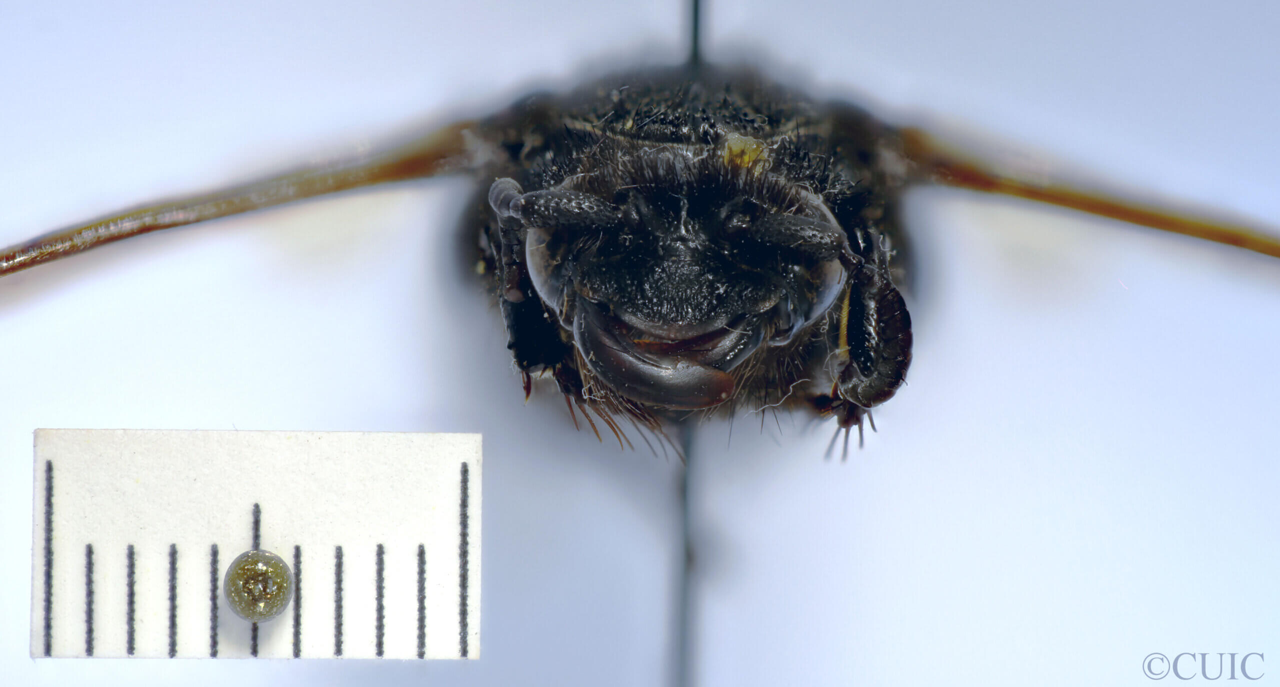 adult Campsomeris cristata