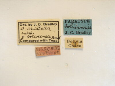 label view of adult Campsomeris cristata