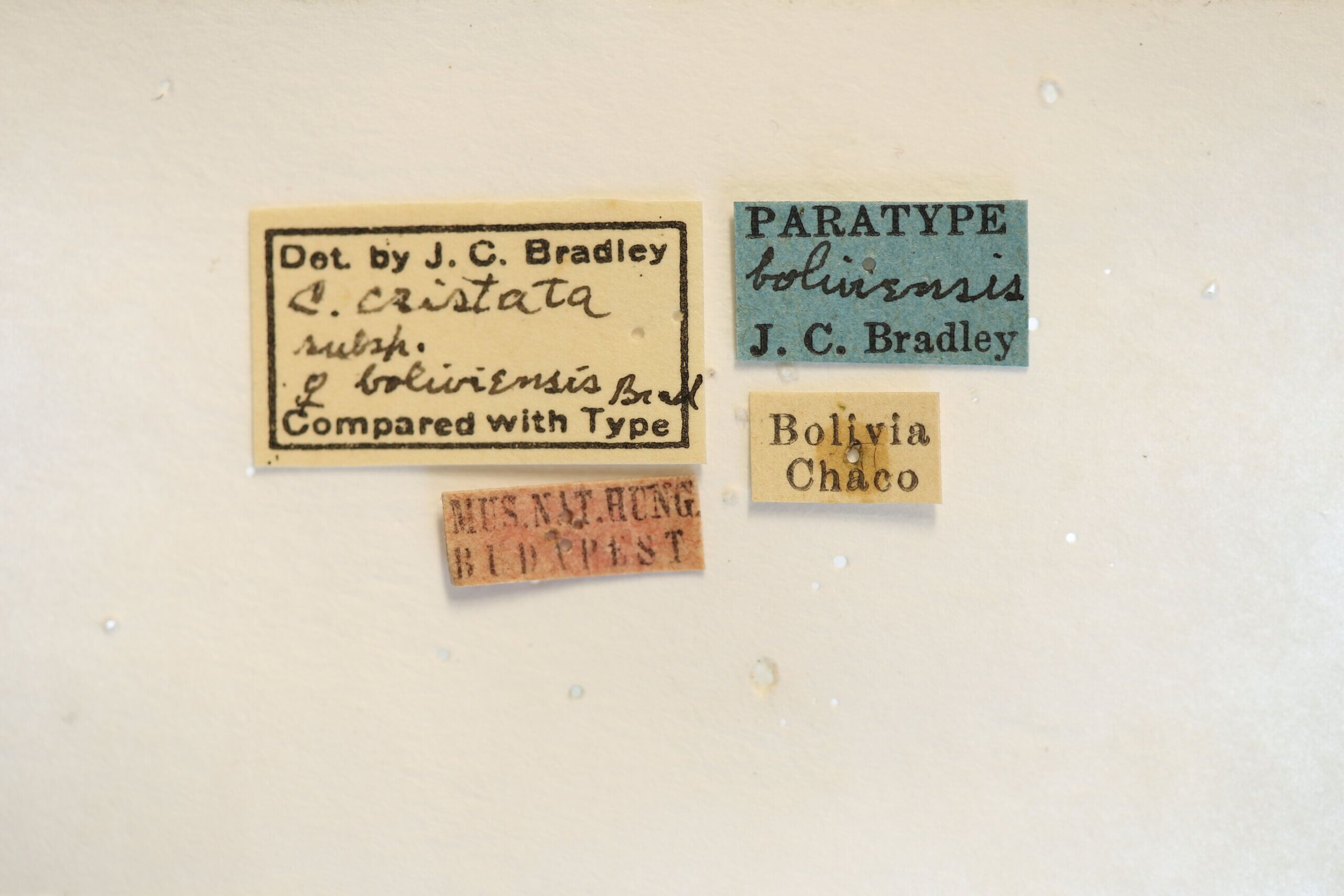 label view of adult Campsomeris cristata