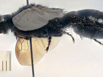 lateral view of adult Campsomeris cristata