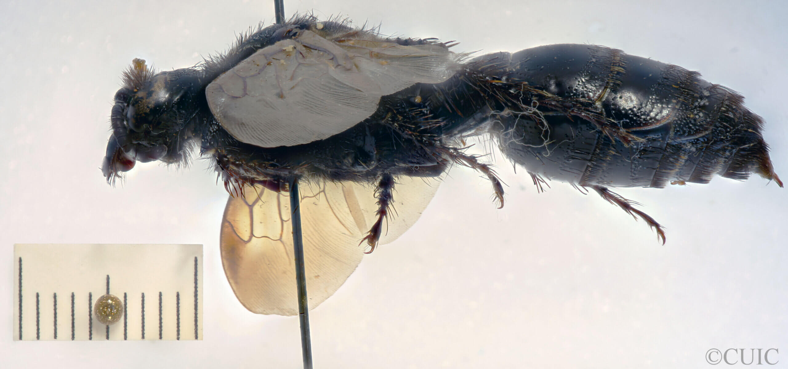 lateral view of adult Campsomeris cristata