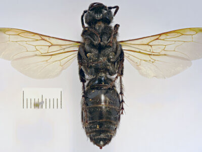 ventral view of adult Campsomeris cristata