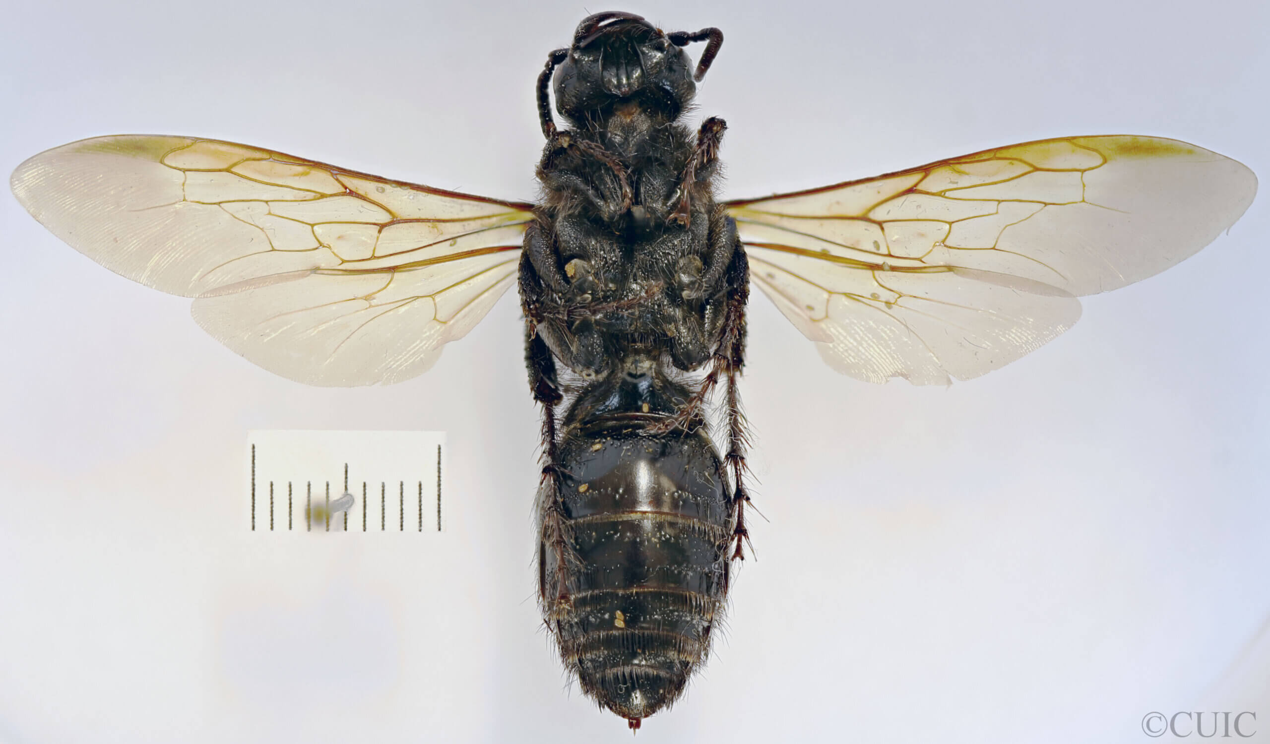 ventral view of adult Campsomeris cristata