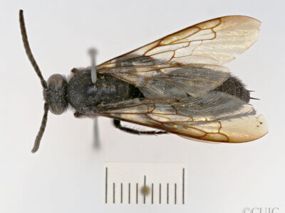 dorsal view of adult Campsomeris fallax