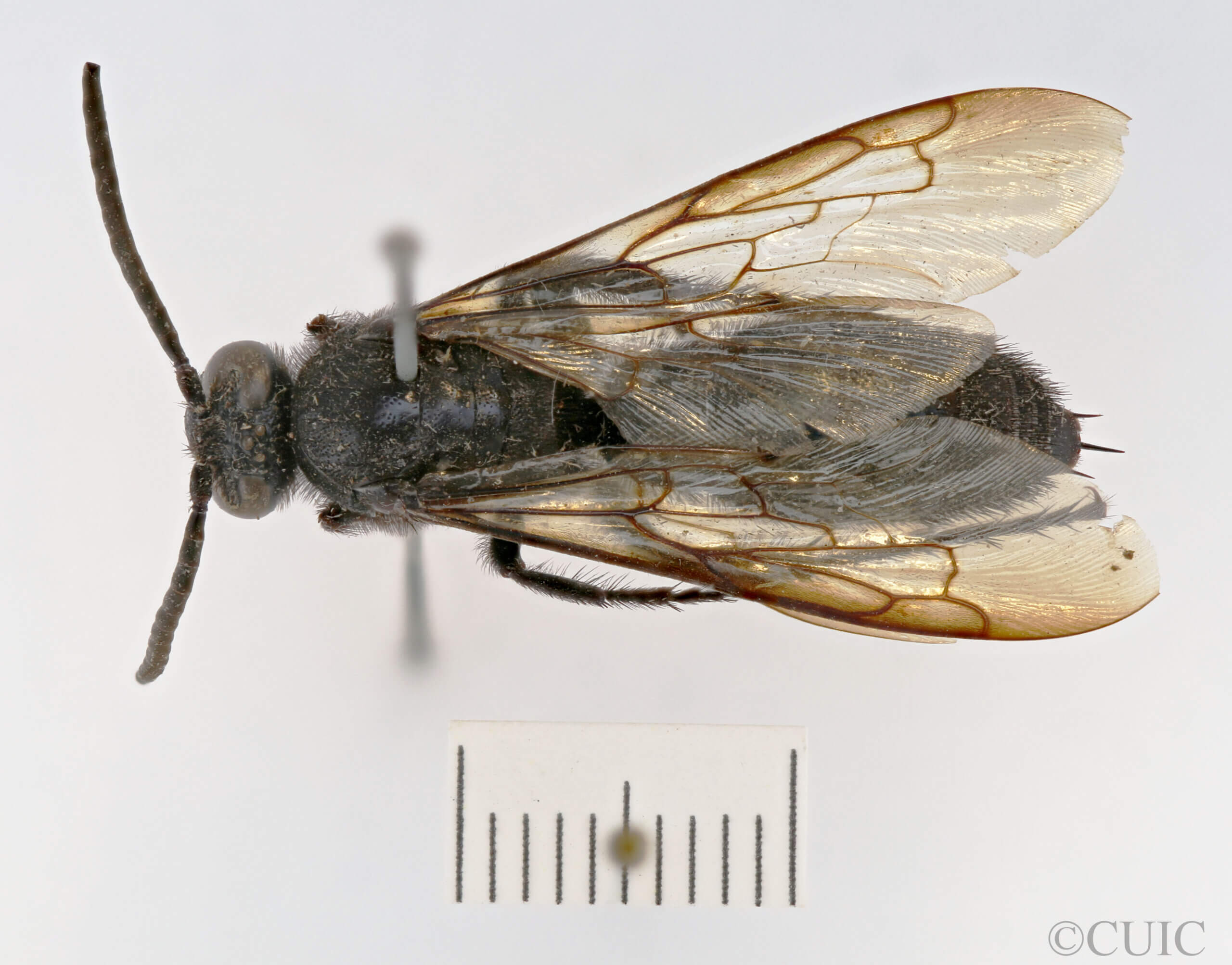 dorsal view of adult Campsomeris fallax