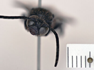 adult Campsomeris fallax