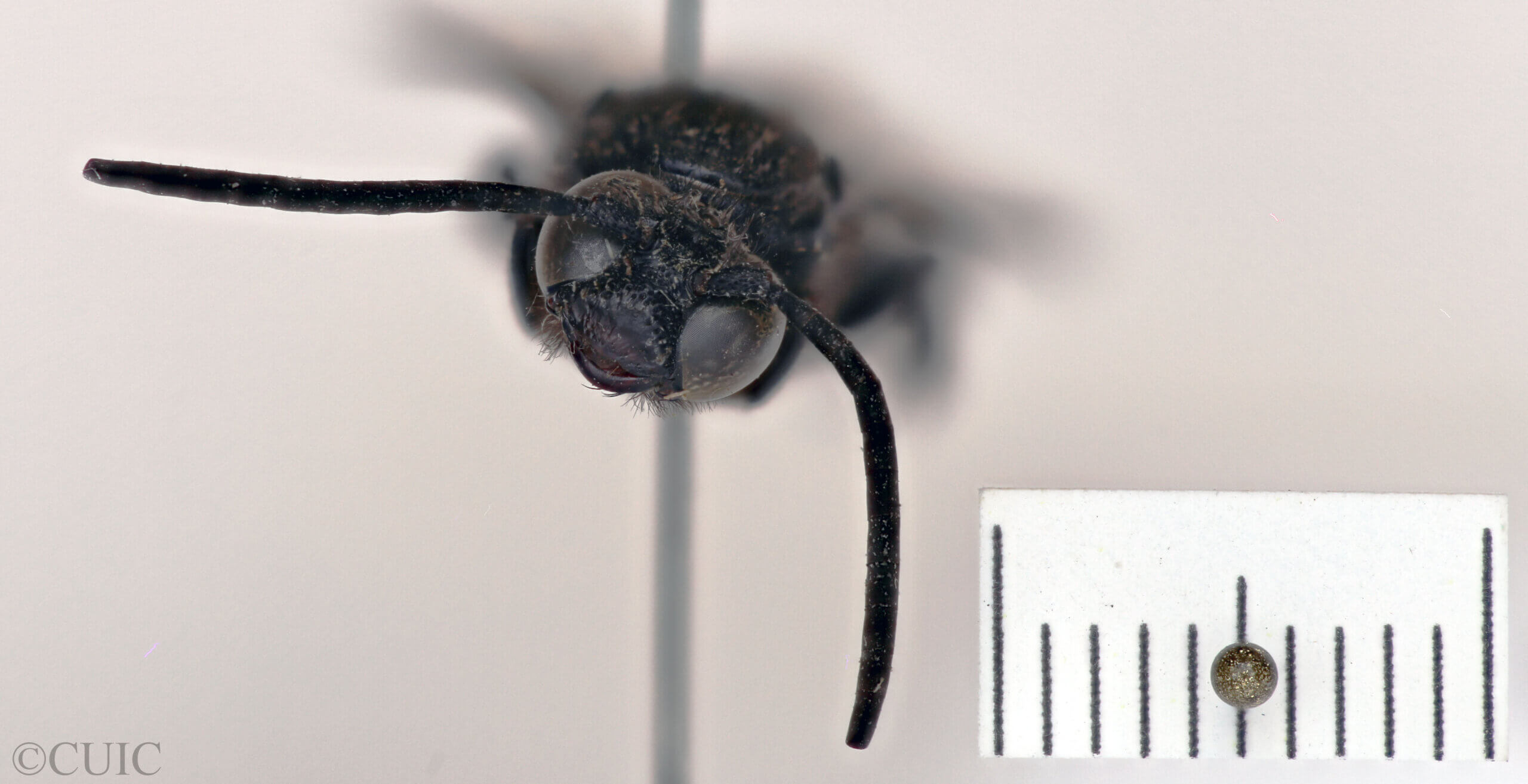 adult Campsomeris fallax