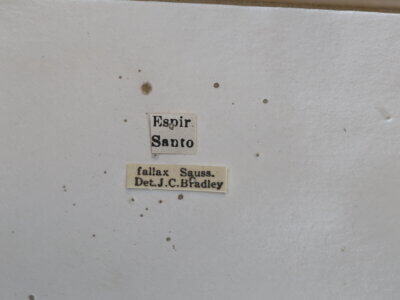 label view of adult Campsomeris fallax