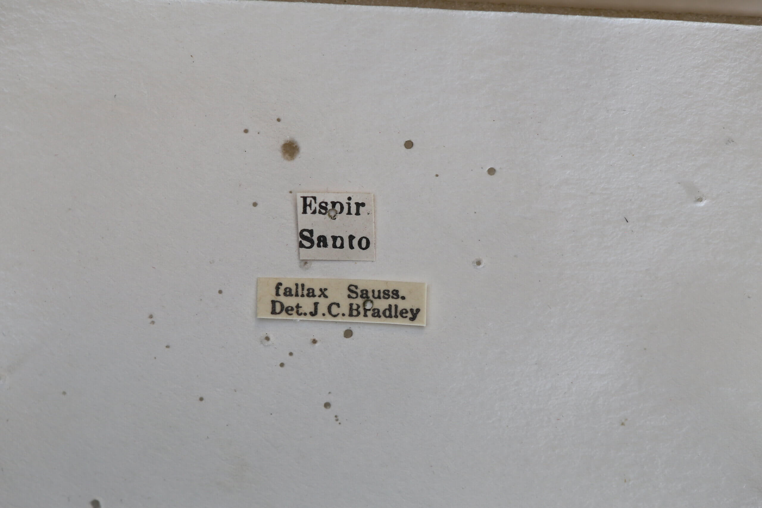 label view of adult Campsomeris fallax