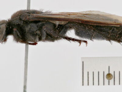 lateral view of adult Campsomeris fallax