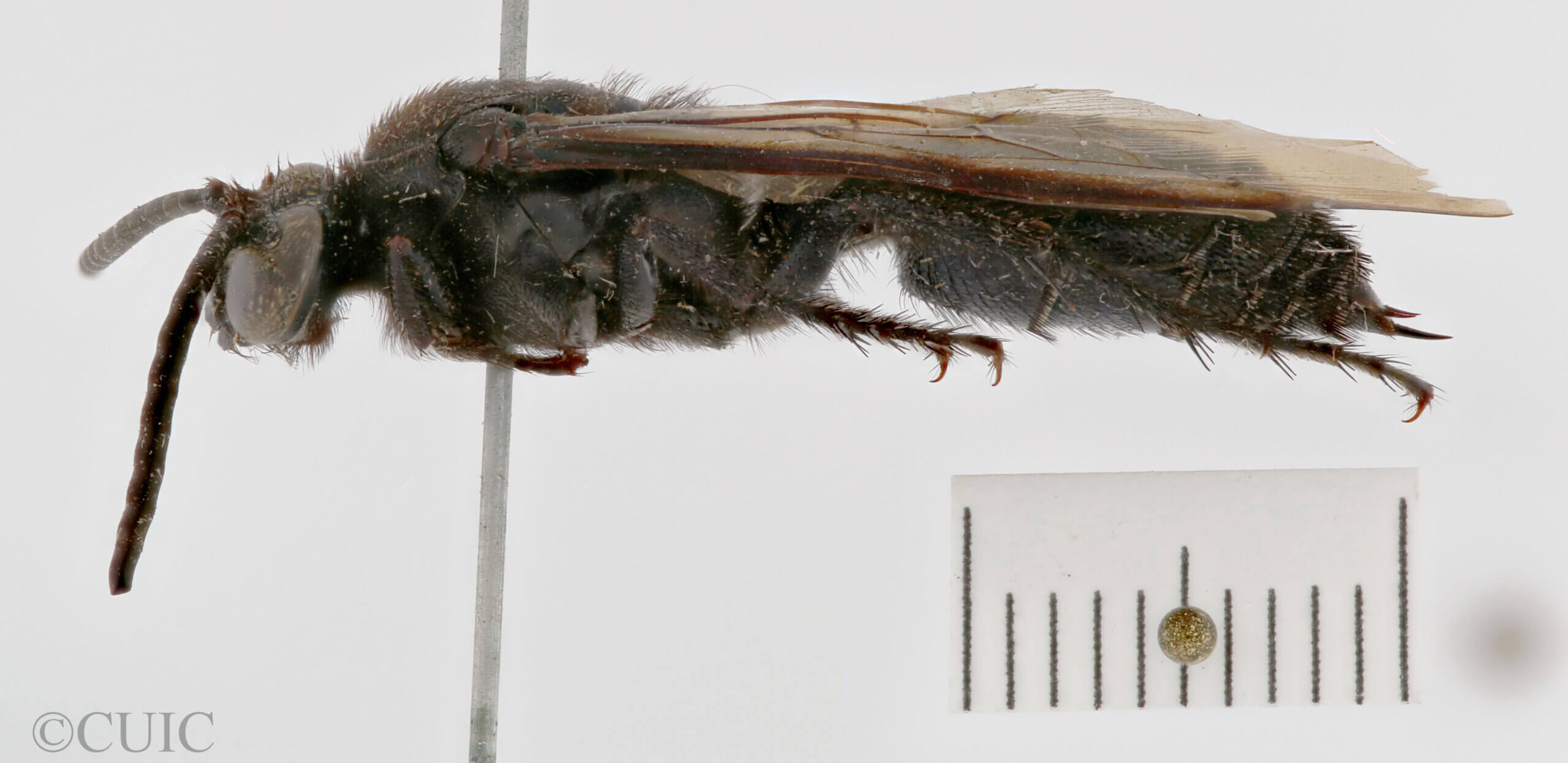 lateral view of adult Campsomeris fallax