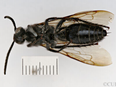 ventral view of adult Campsomeris fallax