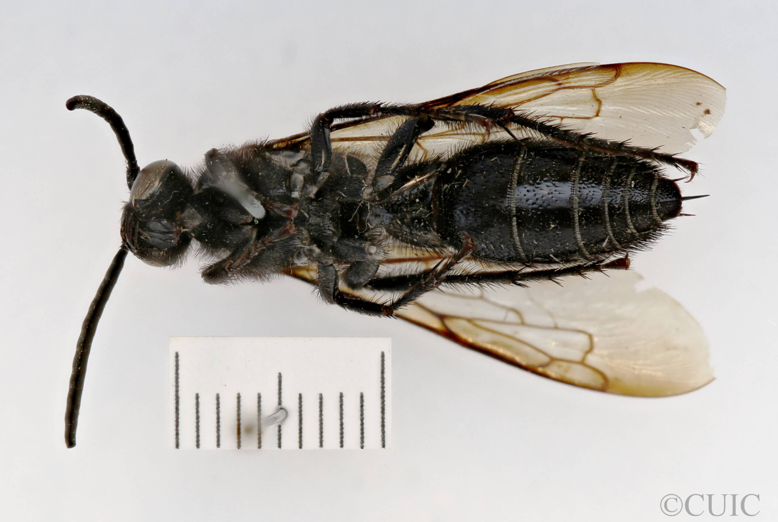 ventral view of adult Campsomeris fallax