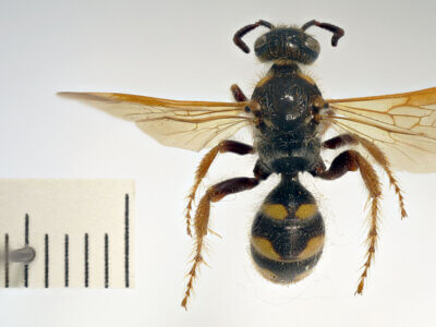 dorsal view of adult Campsomeris fulvohirta