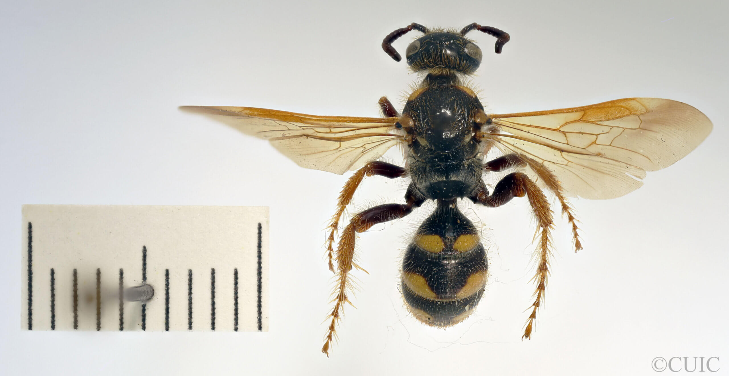 dorsal view of adult Campsomeris fulvohirta