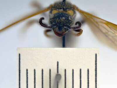 adult Campsomeris fulvohirta