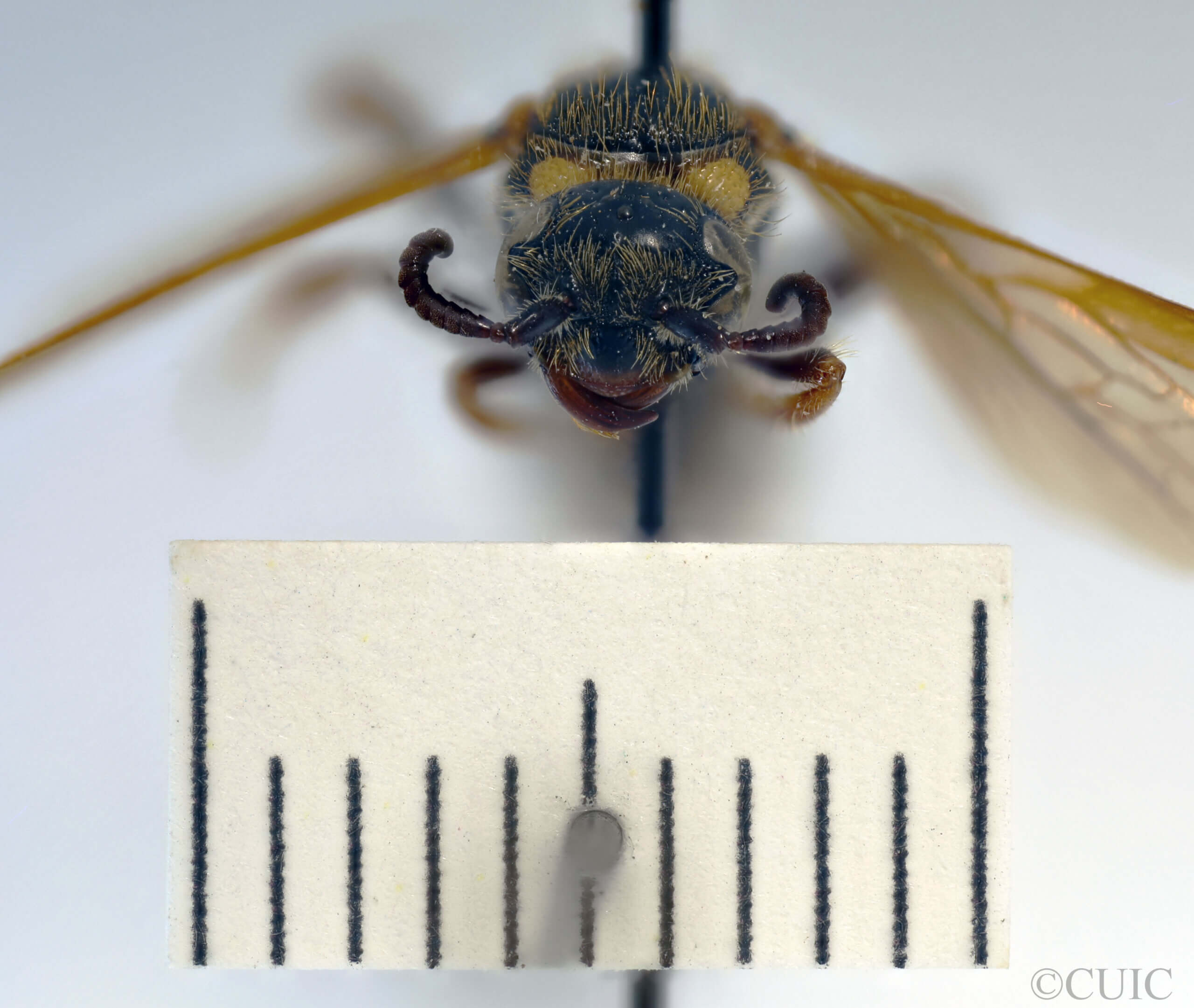 adult Campsomeris fulvohirta