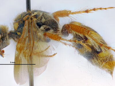 lateral view of adult Campsomeris fulvohirta