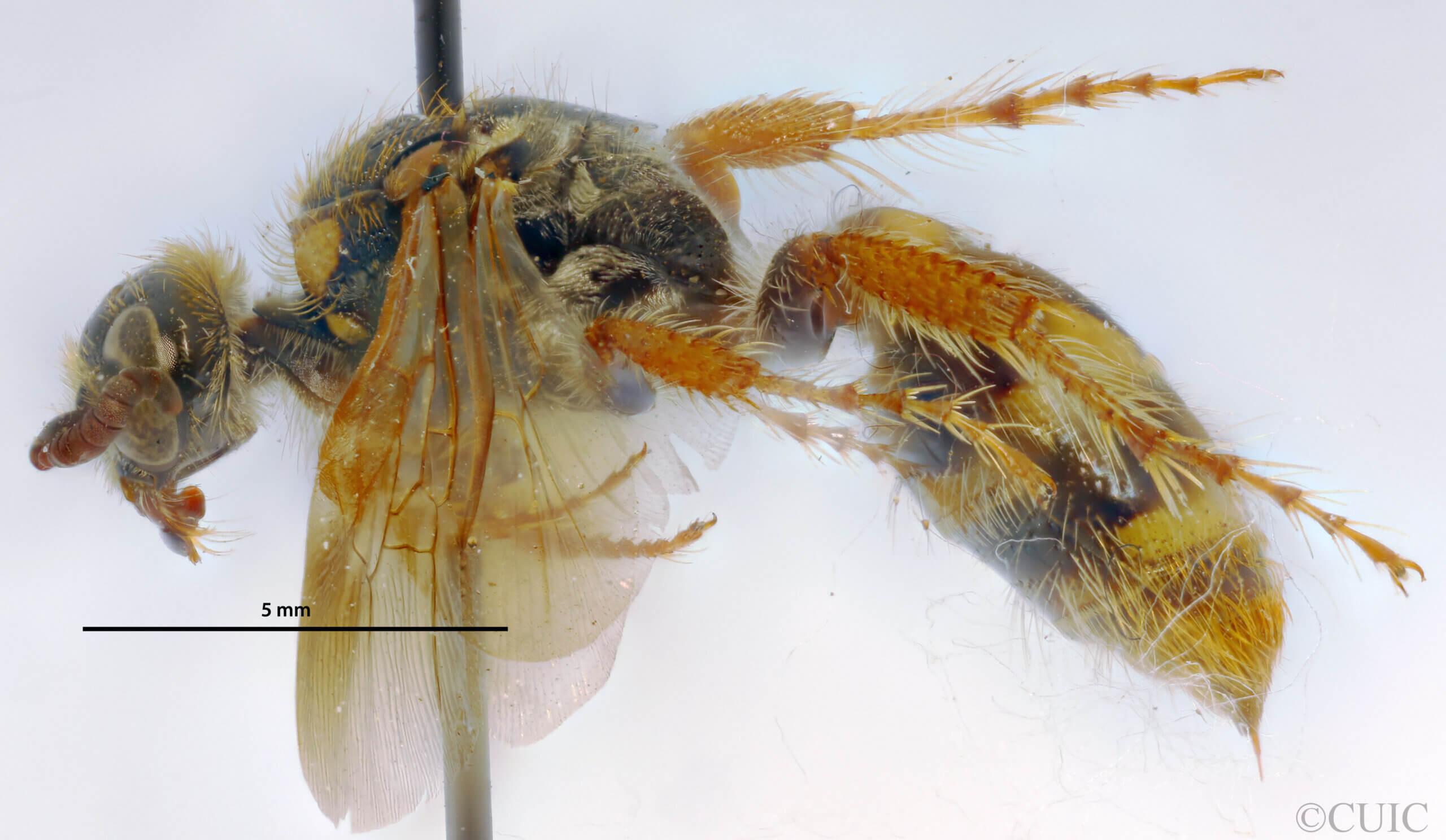 lateral view of adult Campsomeris fulvohirta