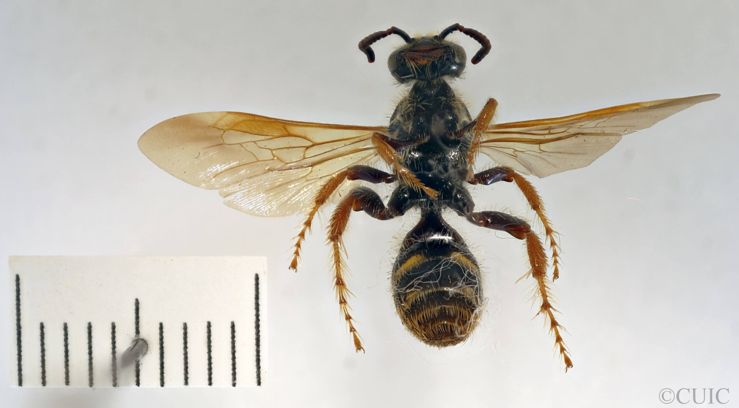 ventral view of adult Campsomeris fulvohirta