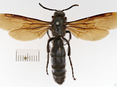 dorsal view of adult Campsomeris ianthina