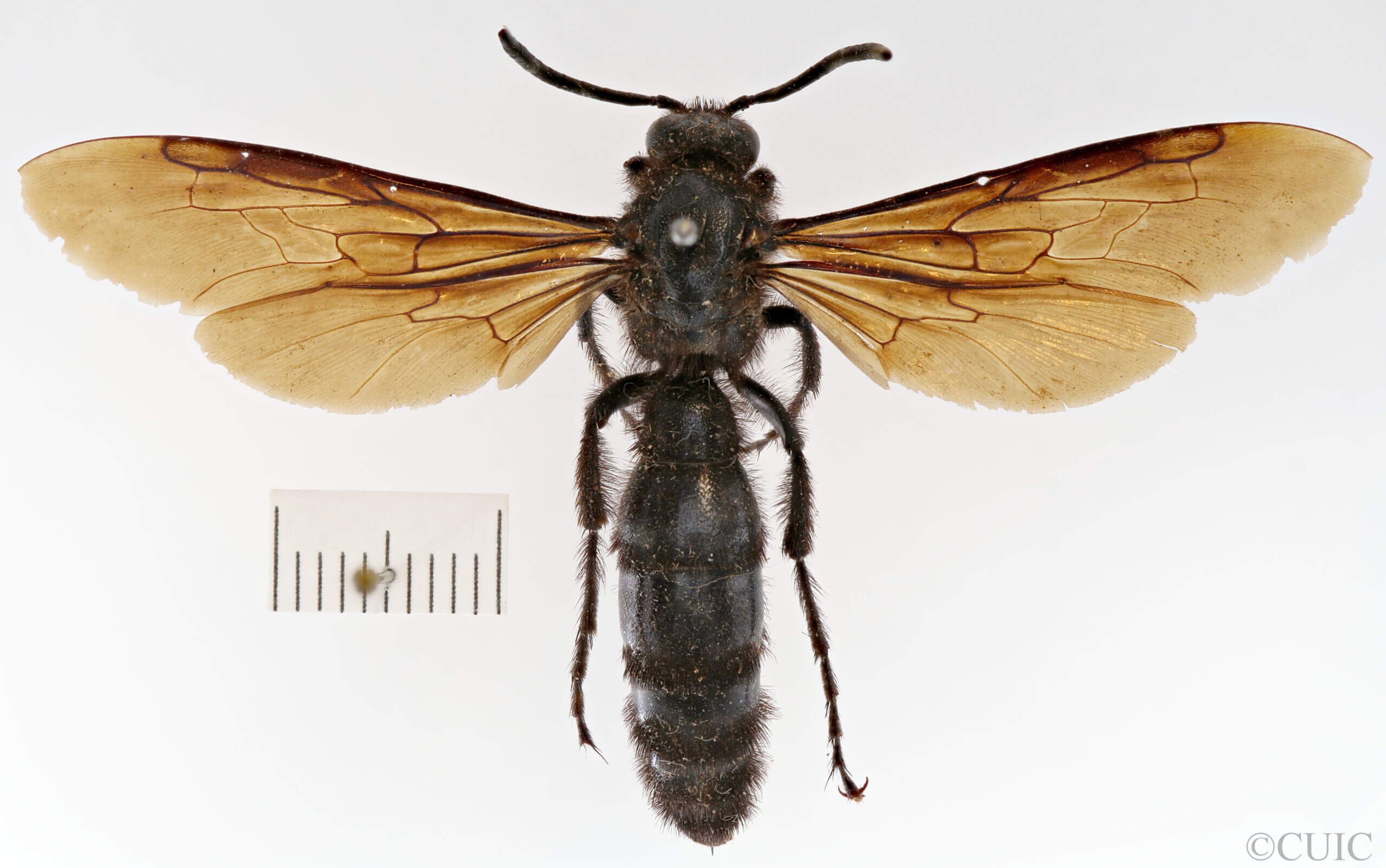 dorsal view of adult Campsomeris ianthina