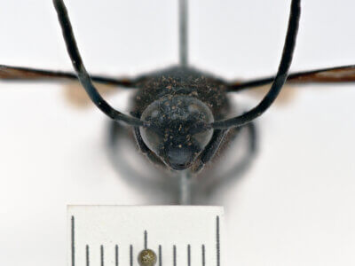 adult Campsomeris ianthina