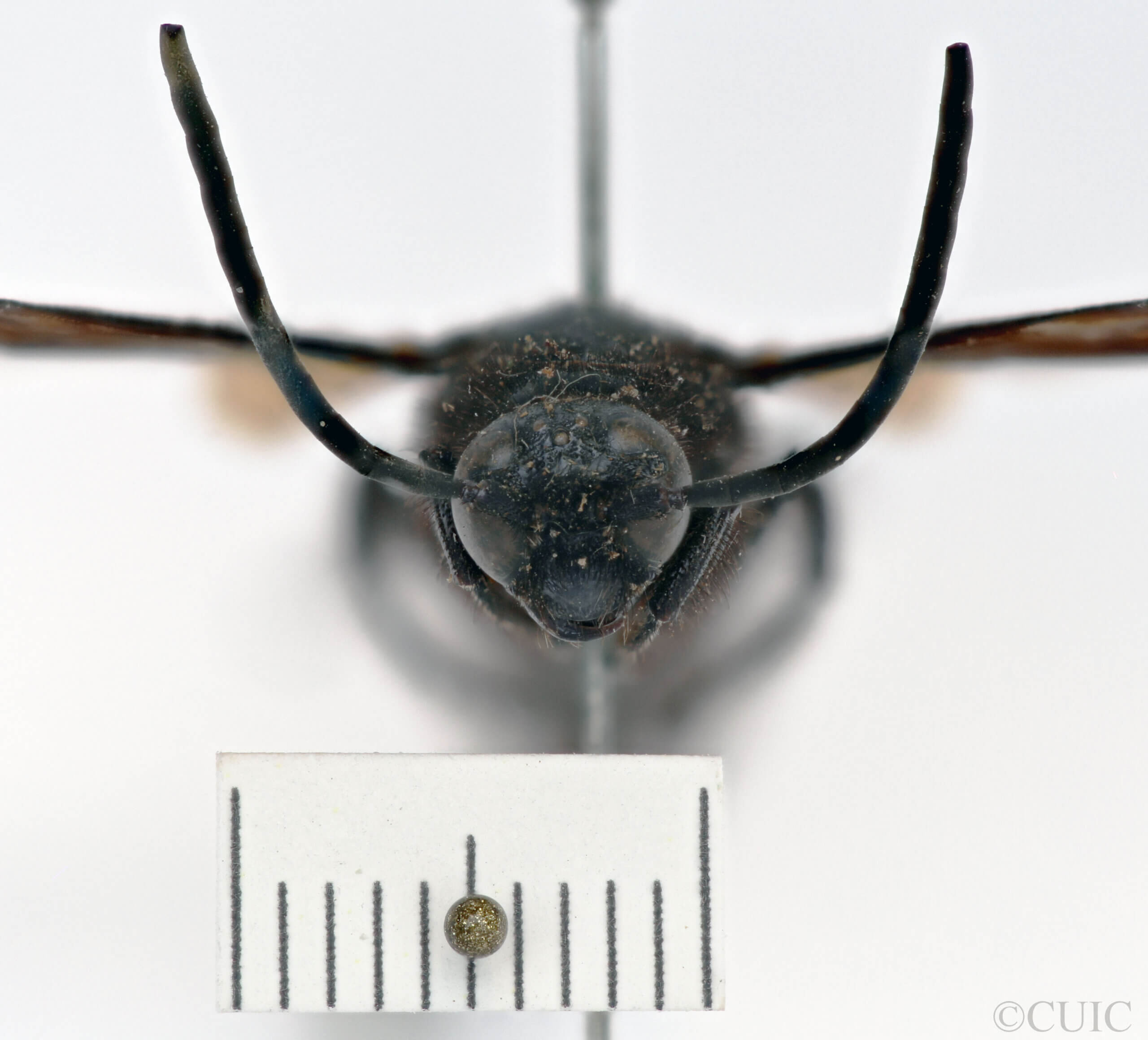 adult Campsomeris ianthina