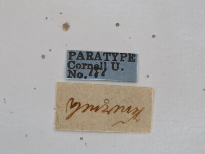 label view of adult Campsomeris ianthina